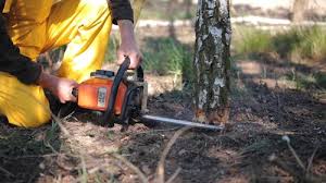 Professional Tree Services in Central Gardens, TX