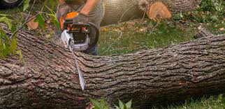 Best Hazardous Tree Removal  in Central Gardens, TX