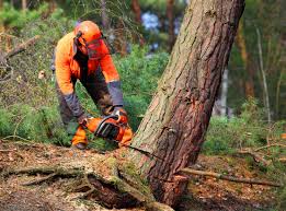 Trusted Central Gardens, TX Tree Services Experts