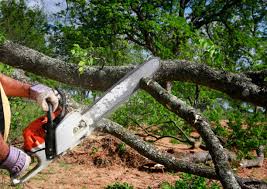 Best Fruit Tree Pruning  in Central Gardens, TX