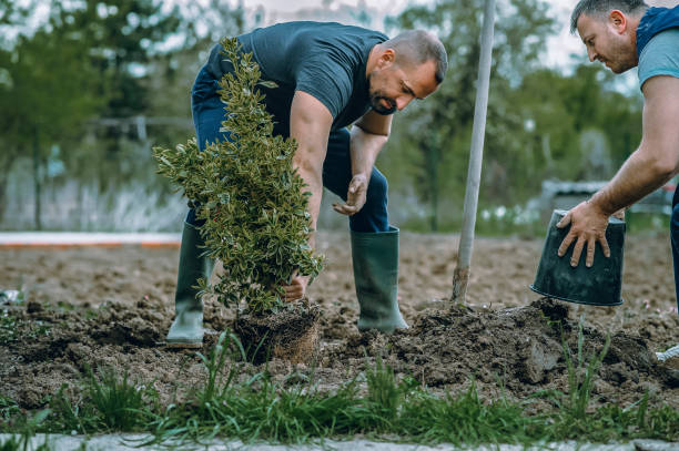Lawn Irrigation Installation and Maintenance in Central Gardens, TX