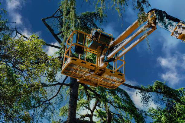 How Our Tree Care Process Works  in  Central Gardens, TX
