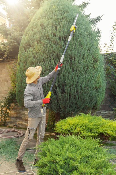 Lawn Drainage Solutions in Central Gardens, TX