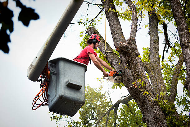 Best Emergency Tree Removal  in Central Gardens, TX