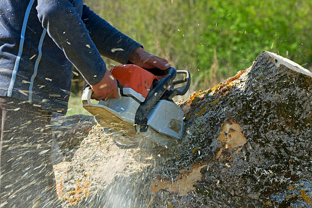 How Our Tree Care Process Works  in  Central Gardens, TX